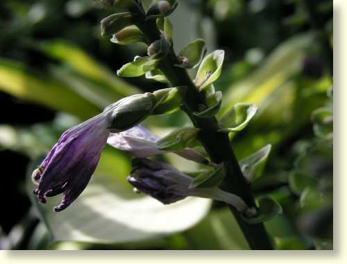 Blue Mouse Ears seedpod