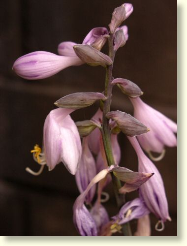 Hosta 'Gold Standard'